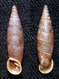 Tabella della Famiglia Clausilidae
